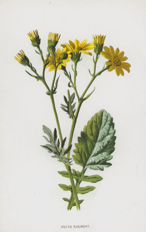 Wasser-Greiskraut von Frederick Edward Hulme