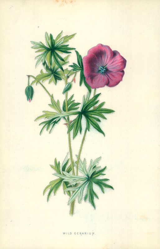 Wilder Storchschnabel von Frederick Edward Hulme