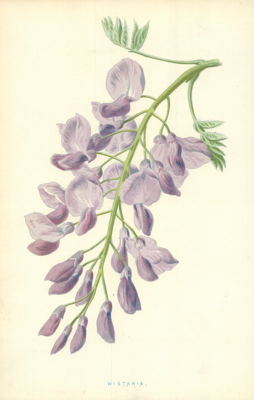 Wisteria von Frederick Edward Hulme