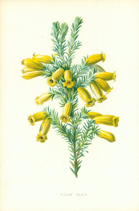 Gelbes Heidekraut von Frederick Edward Hulme