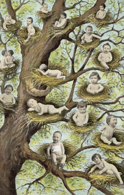 Babys in Nestern im Baum von French Photographer