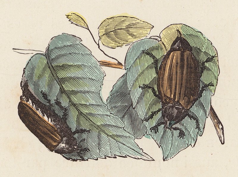 Käfer auf Blättern von French School