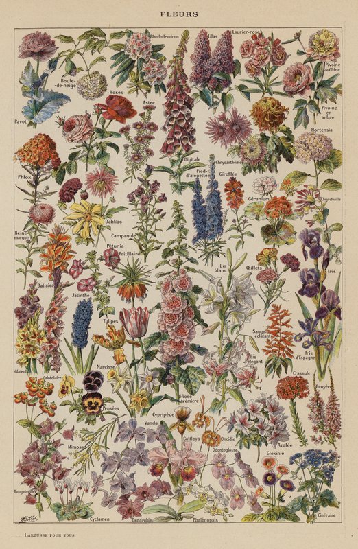 Blumen von French School
