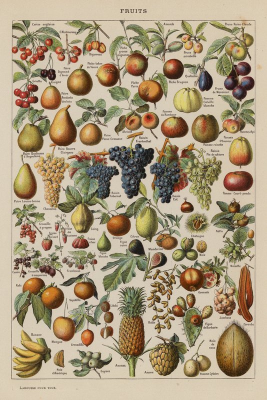 Früchte von French School