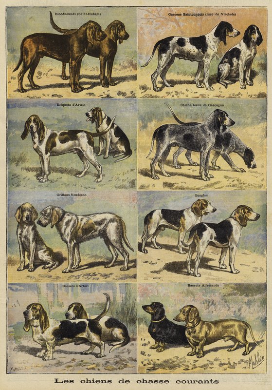 Jagdhunde von French School
