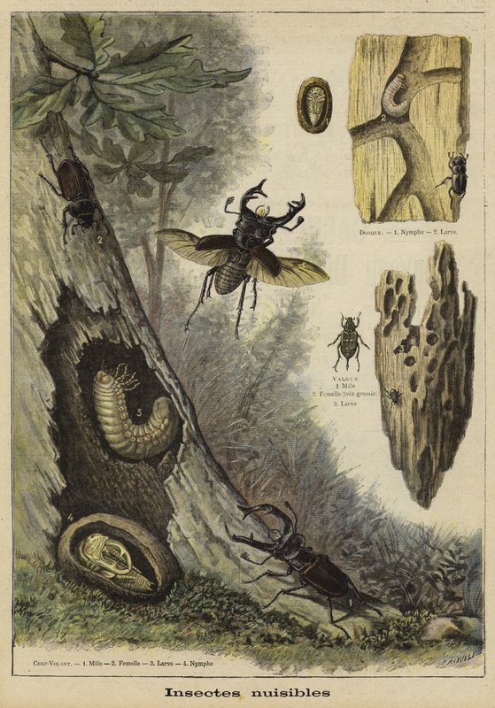 Schädliche Insekten von French School