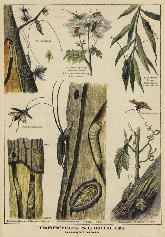 Insekten, die Bäumen schaden von French School