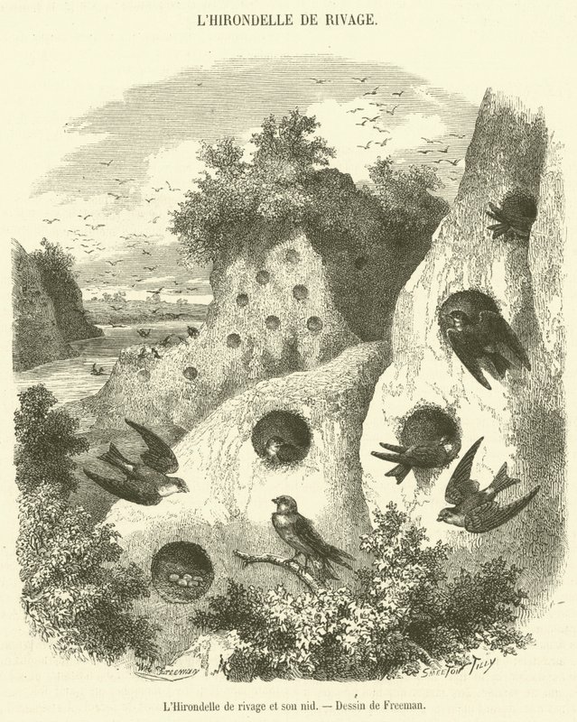 Uferschwalbe und ihr Nest von French School
