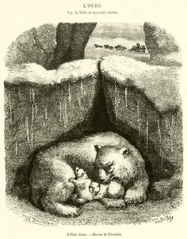 Der weiße Bär (Stich) von French School