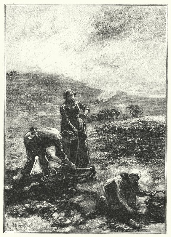 Die Kartoffelernte von French School