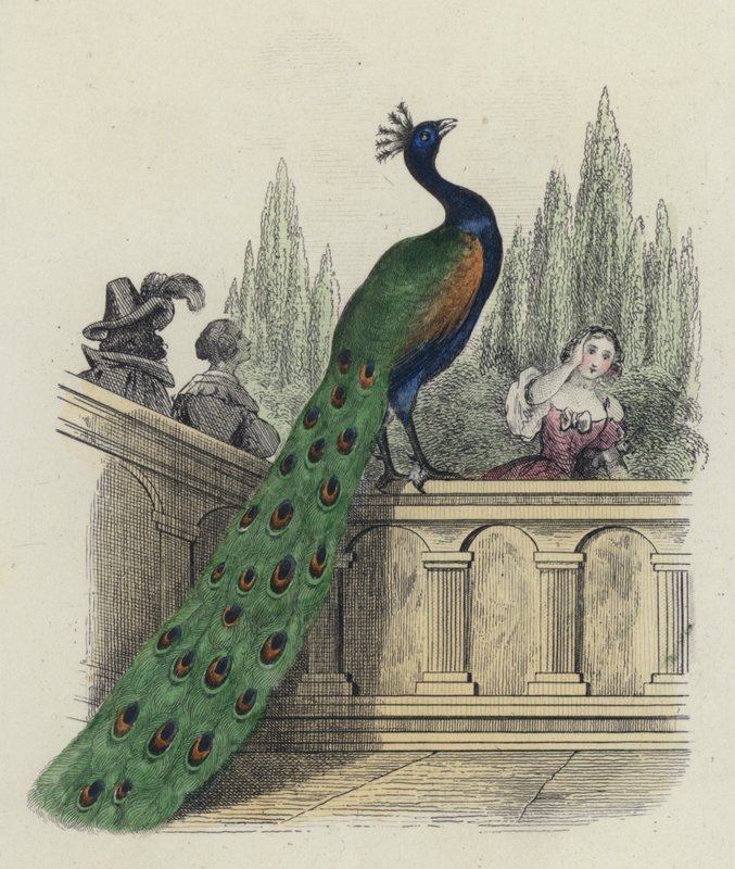 Der Pfau beklagt sich bei Juno von French School