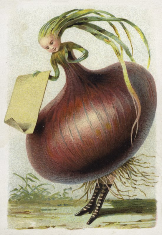 Zwiebel von French School