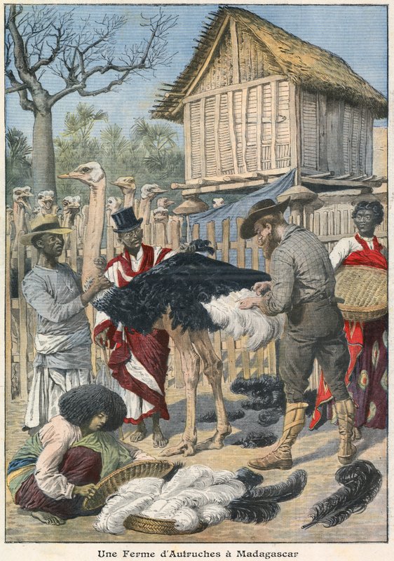 Straußenfarm in Madagaskar von French School