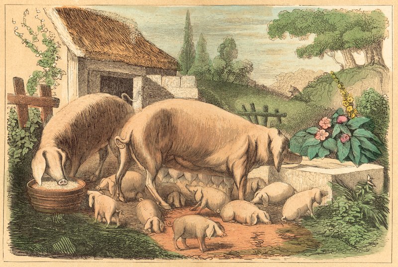 Schwein von French School