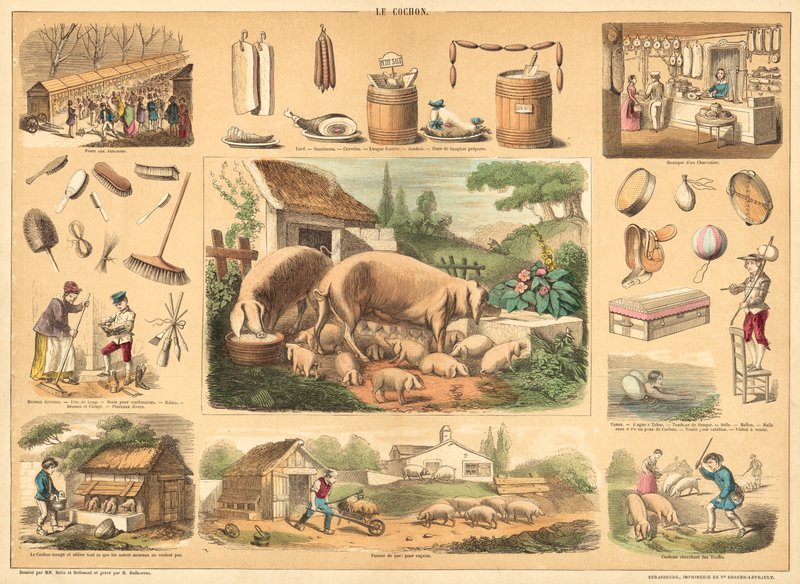 Schwein von French School