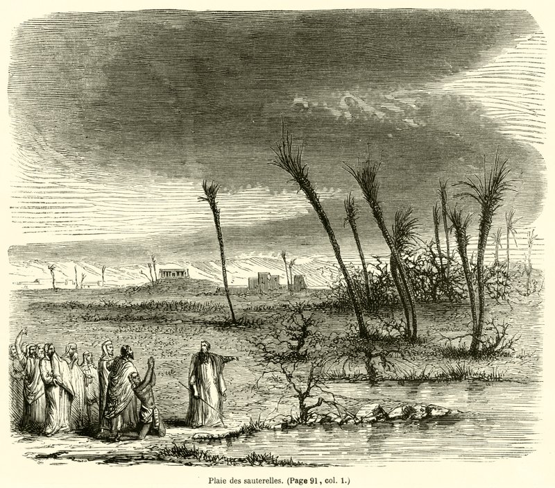 Plage der Heuschrecken von French School
