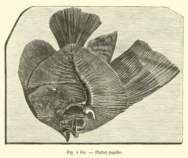 Platax papilio von French School