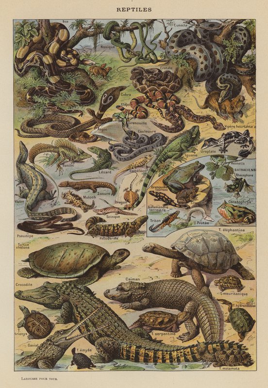 Reptilien von French School