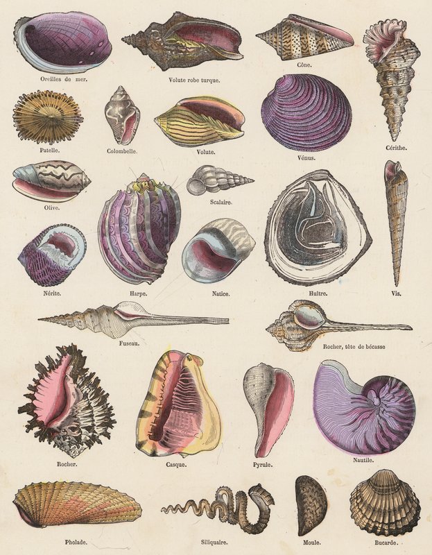 Muscheln von French School