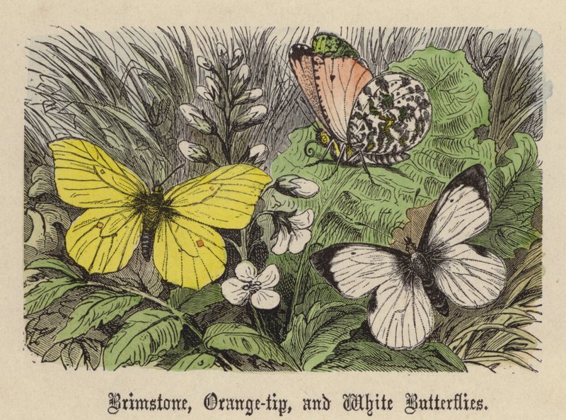 Zitronenfalter, Aurorafalter und Weißlinge (kolorierte Gravur) von Friedrich Specht