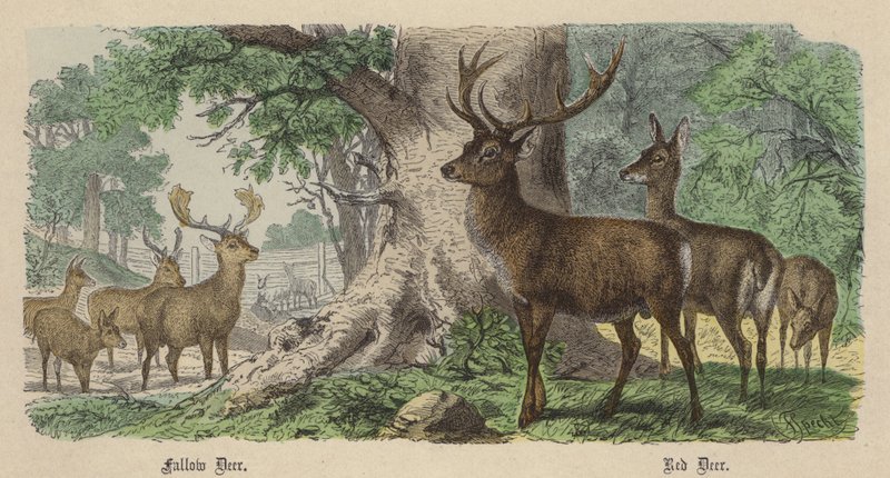 Damhirsch, Rothirsch von Friedrich Specht