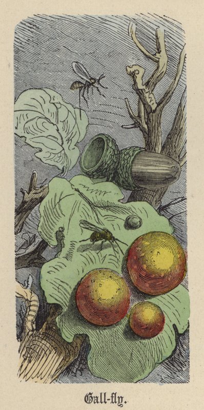 Gallwespe von Friedrich Specht