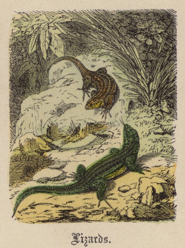 Eidechsen von Friedrich Specht