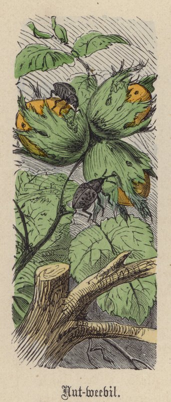 Nussrüssler von Friedrich Specht