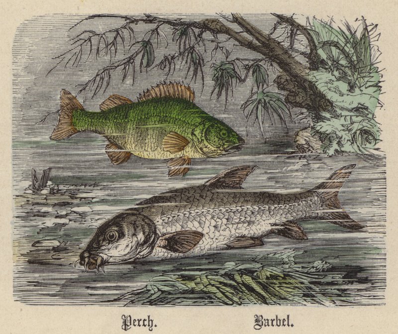 Barsch, Barbe von Friedrich Specht