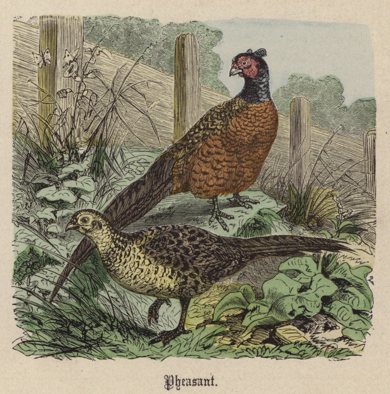 Fasan von Friedrich Specht