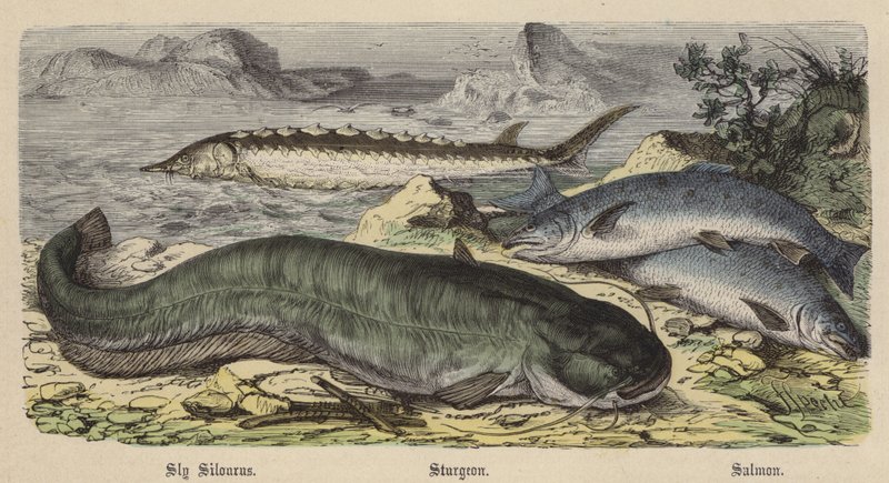 Schleie, Stör, Lachs von Friedrich Specht