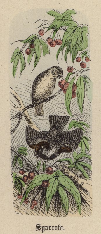 Spatz von Friedrich Specht