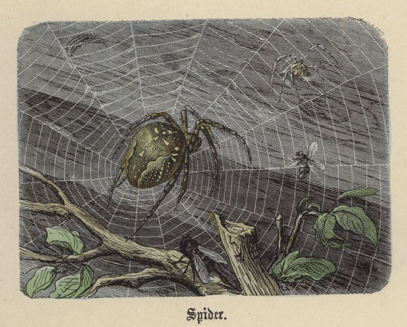 Spinne von Friedrich Specht