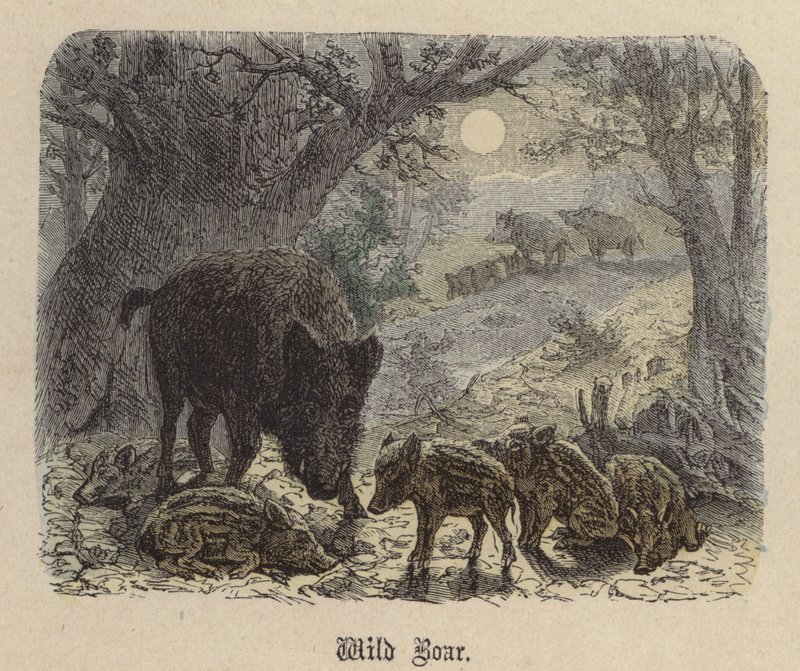 Wildschwein von Friedrich Specht