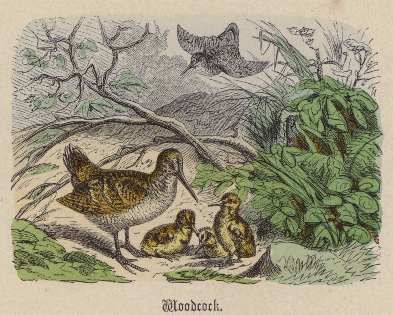 Waldschnepfe von Friedrich Specht