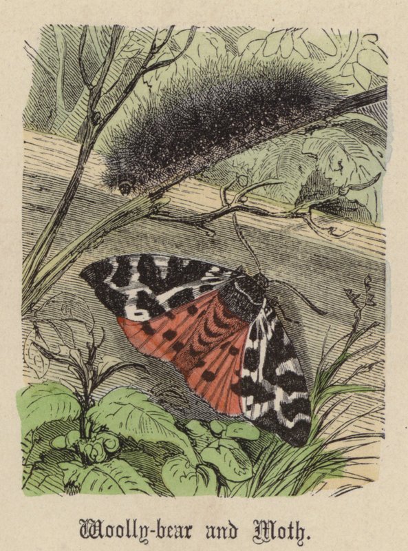 Bärenspinner und Motte (kolorierte Gravur) von Friedrich Specht