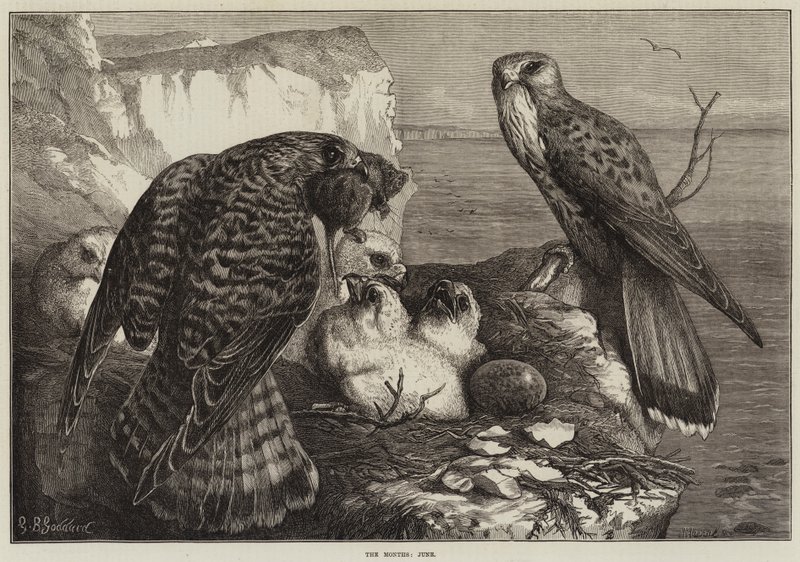 Die Monate, Juni von George Bouverie Goddard