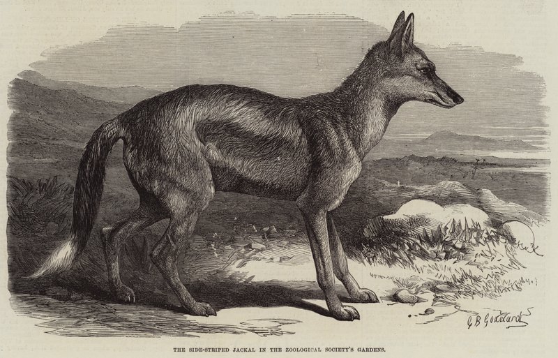 Der Seitenstreifen-Schakal im Zoologischen Garten von George Bouverie Goddard