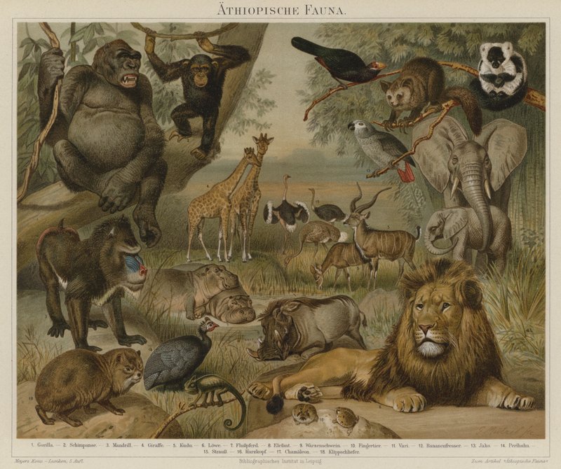 Afrikanische Fauna von German School