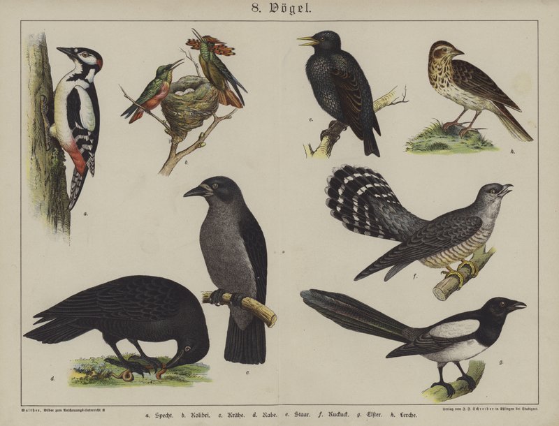 Tiere von German School