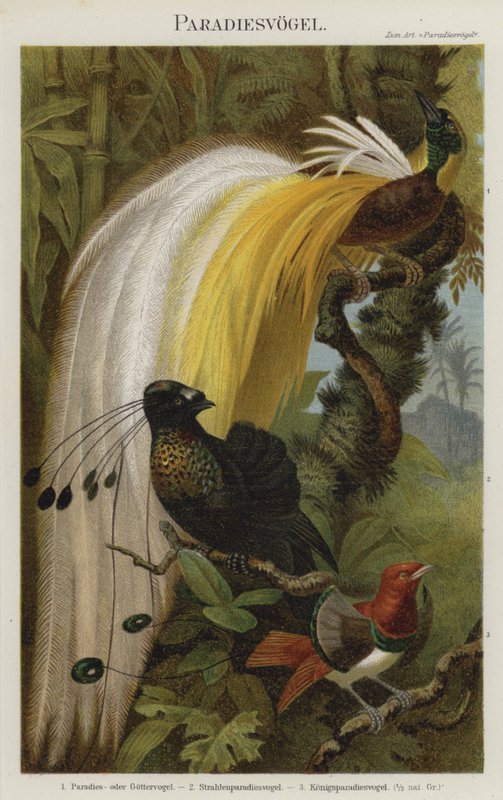 Paradiesvögel von German School