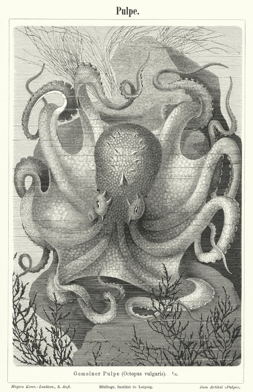 Gemeiner Oktopus von German School