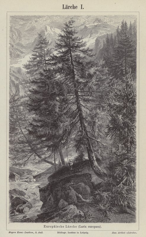 Europäische Lärche (Gravur) von German School