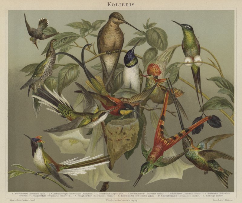 Kolibris von German School