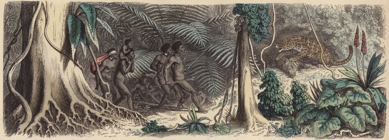 Dschungel in Brasilien von German School