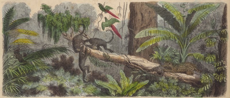 Dschungel in Brasilien von German School