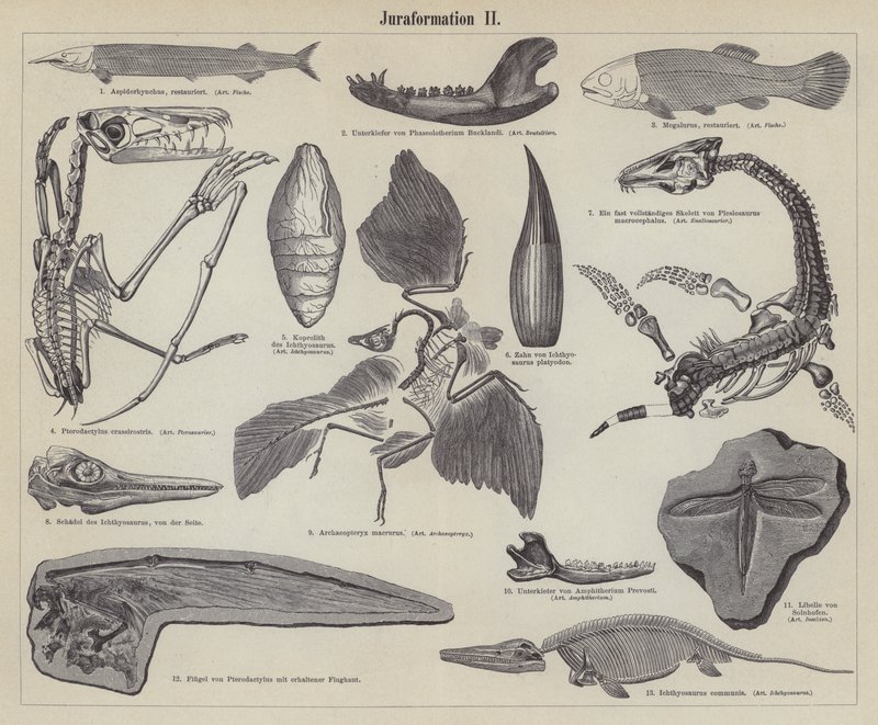 Jurassische Fossilien (Gravur) von German School