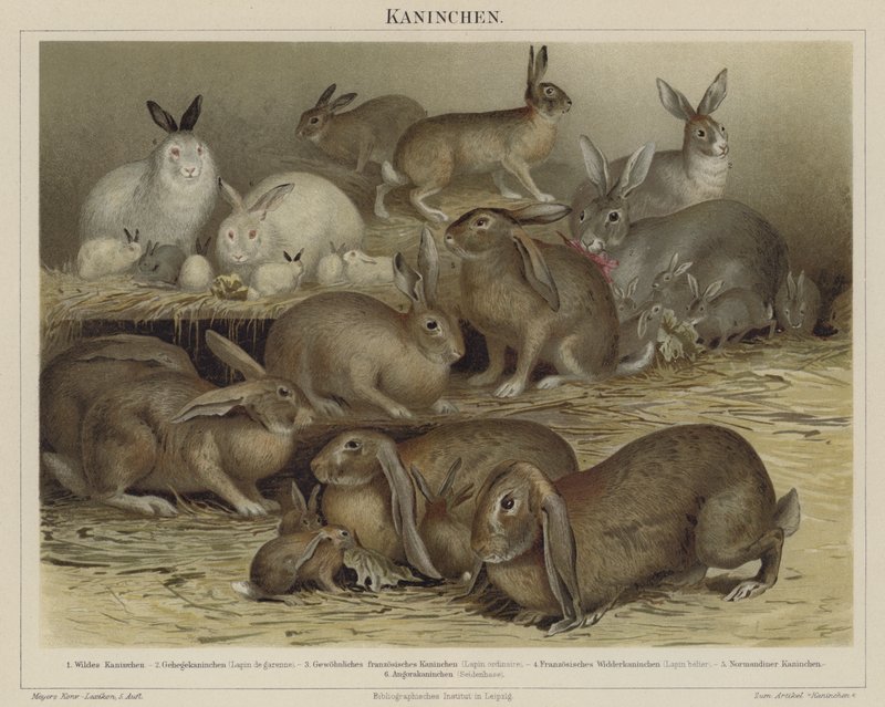 Kaninchen von German School