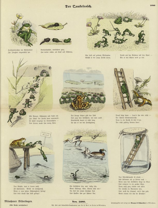 Der Frosch von German School