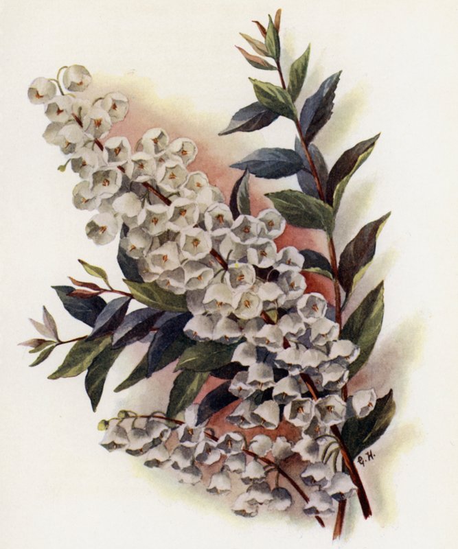 Andromeda Speciosa v Cassinefolia von Gertrude Hamilton